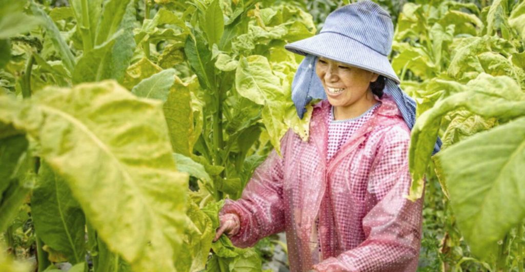 Китайские фермеры ухаживают за табачным полем