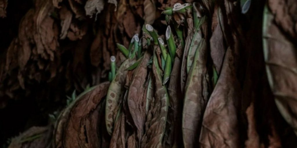 Стопки затвердевших листьев табака, готовых к обработке