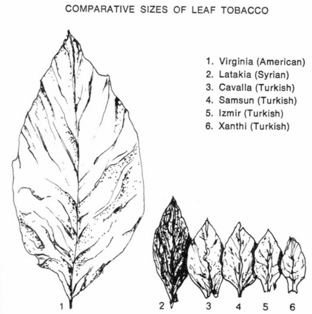 Восточный табак в сравнении с другими видами табака